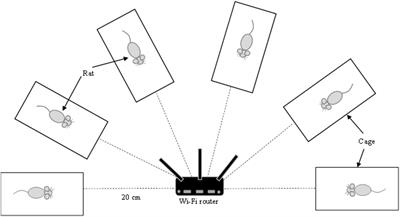 Long-Term Wi-Fi Exposure From Pre-Pubertal to Adult Age on the Spermatogonia Proliferation and Protective Effects of Edible Bird’s Nest Supplementation